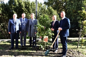 obrazek egkqeMagnoliowa powstała przed Starostwem Powiatowym w Kaliszu wiecej